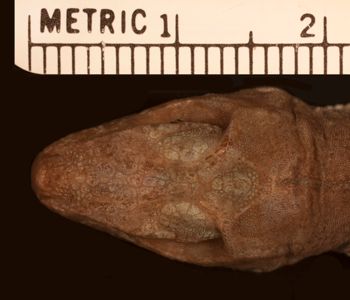 Media type: image;   Herpetology R-179367